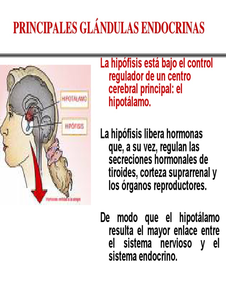2 ENDOCRINOEje hipot+ílamo hipofisario Glándula pituitaria Hipotálamo