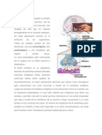 Neurotransmisores Del S.N.C.