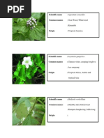 Download Common Weeds in Oil Palm Plantation by alanzo89 SN207491932 doc pdf