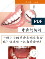 第二课 牙齿的构造