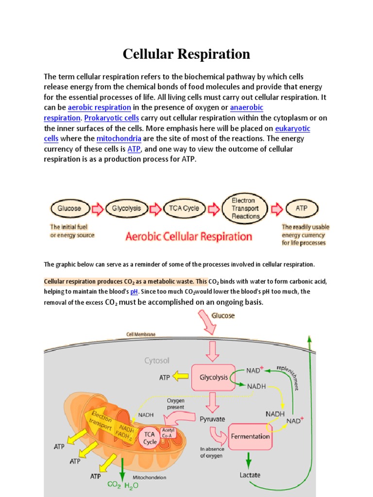 Cellular Respiration Cellular Respiration Adenosine