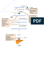 Glycogen Storage Diseases