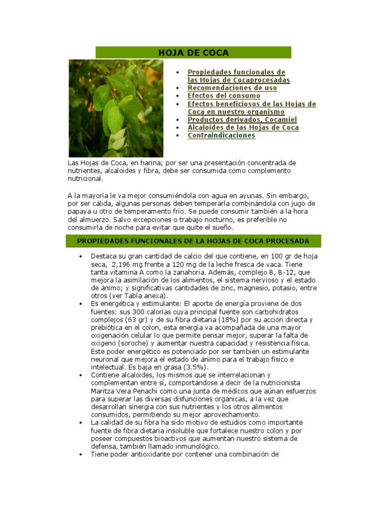 Hoja de Coca Cocaína Antioxidante