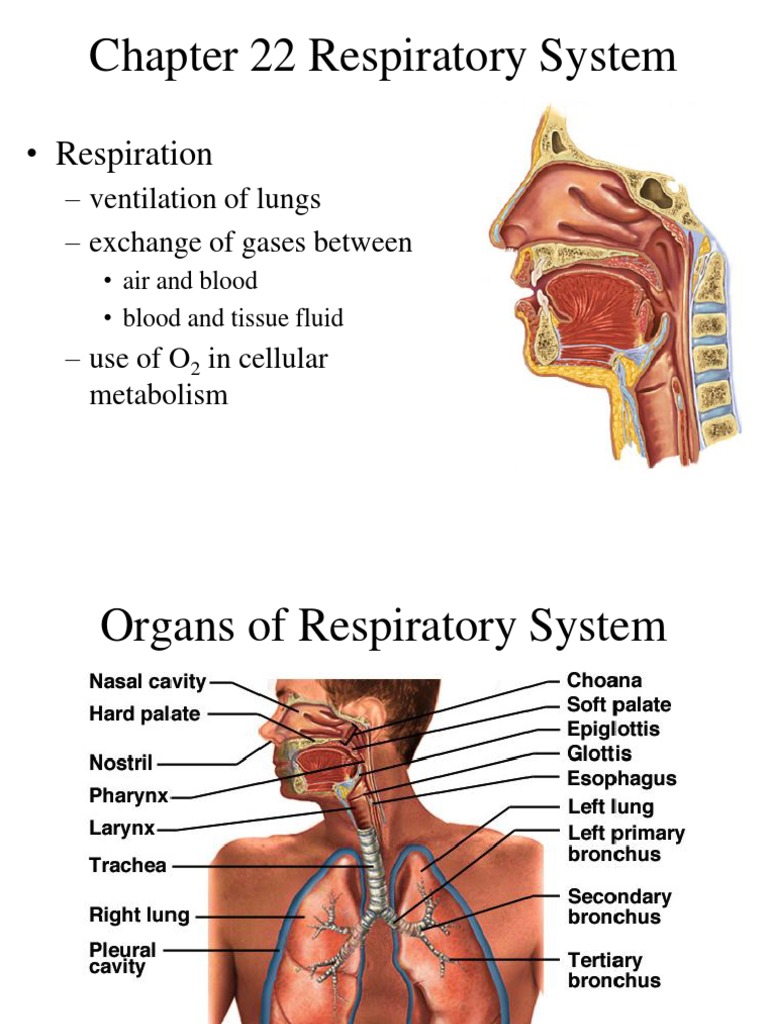 Respiratory system presentation pdf picture