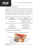 reprodução humana - meus apontamentos.pdf