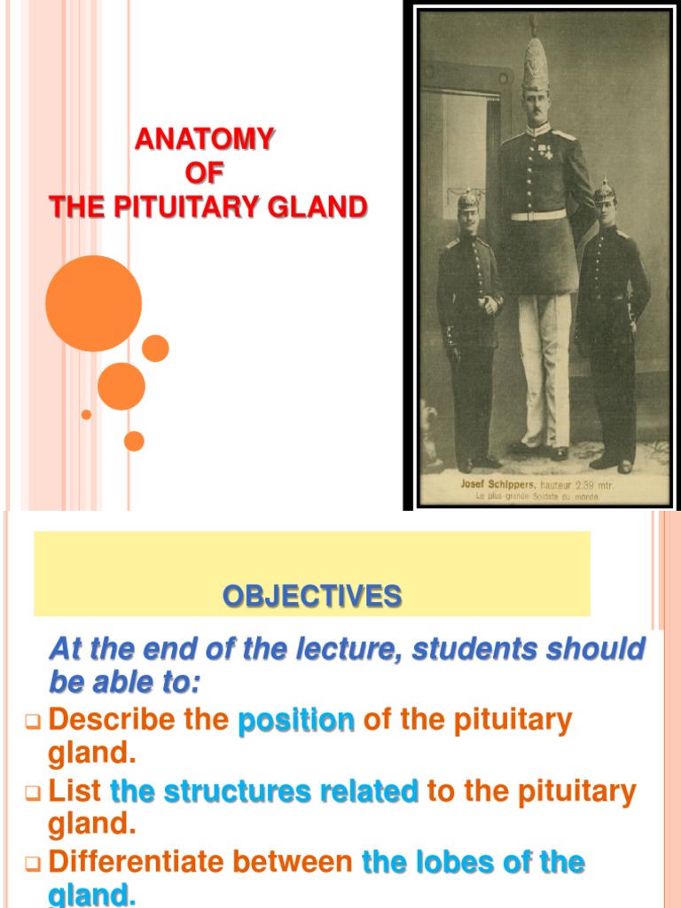 01-Anatomy of Pituitary Gland 1 | PDF