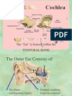 The "Ear" Is Housed Within The Temporal Bone