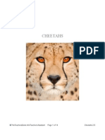 Cheetahs PREVIEW