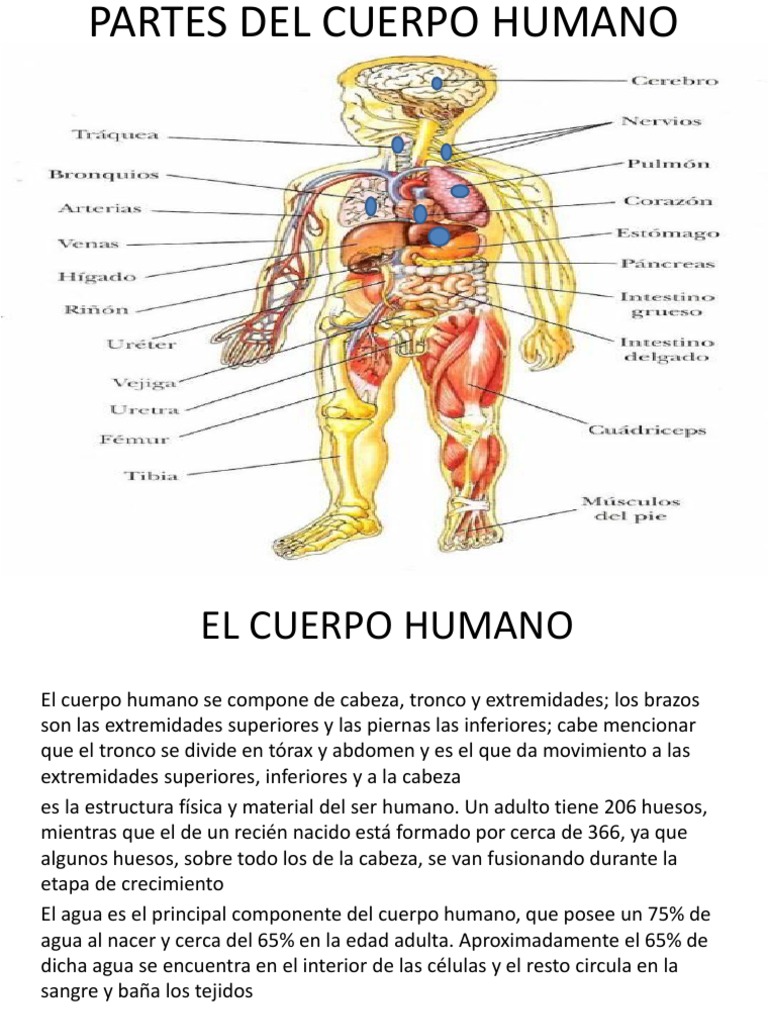 Partes Del Cuerpo Humano PDF Pulmón Cartílago