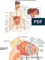 09 Sitema - Digestivo - 0910