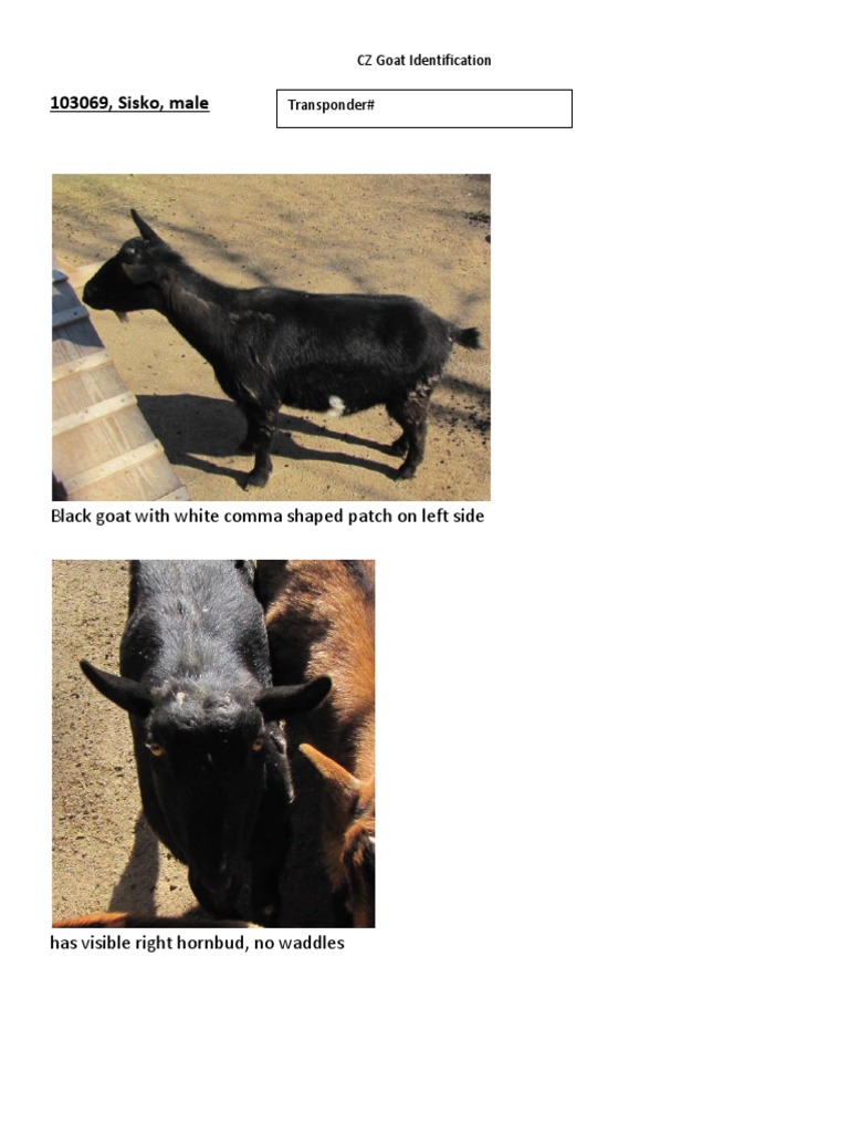 Goat Identification PDF