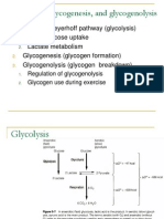 637 Glycolysis, Glycogenolysis