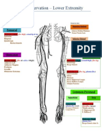 PNS Innervation - Lower Extremity: Femoral