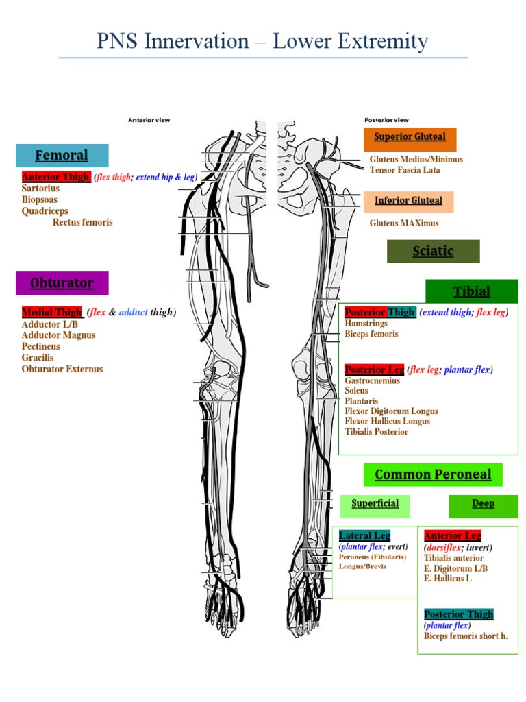 Lower Extremity Innervation Overview | PDF | Foreign Language Studies
