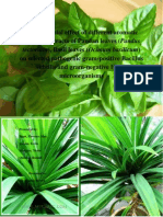 Antimicrobial Effect of Different Aromatic Material Extracts of Pandan Leaves (Pandus