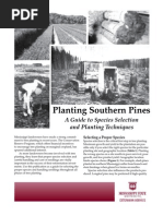 Planting Southern Pines