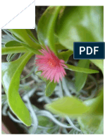 Pretty Flower PDF