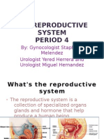 The Reproductive System Period 4