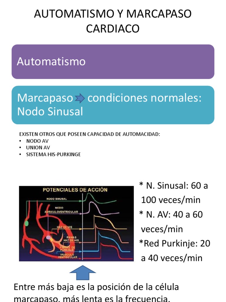 Automatismo y Marcapaso Cardiaco | PDF