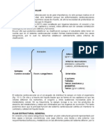 Sistema Cardiovascular