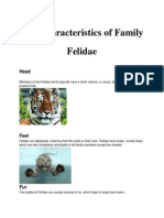 The Characteristics of Family Felidae