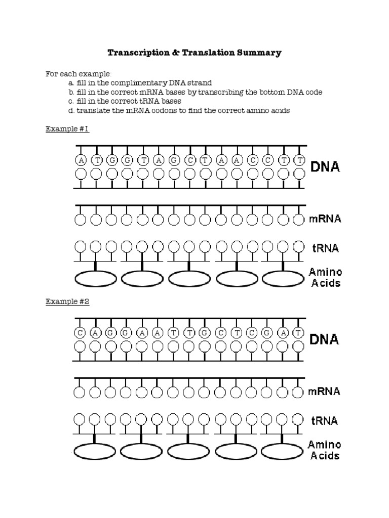 Transcription and translation worksheet