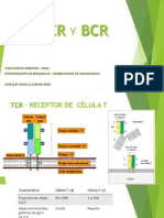 TCR y BCR
