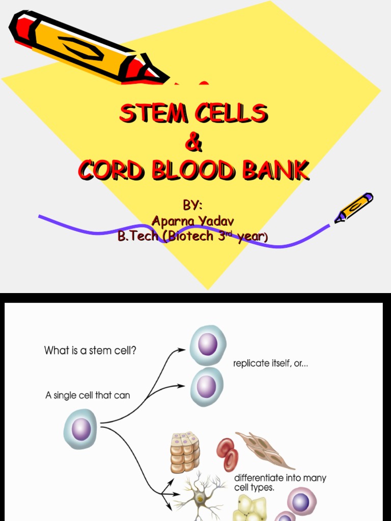 Understanding Stem Cells and Cord Blood | PDF | Stem Cell | Cell Potency