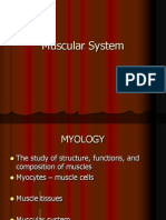 Muscular System Zool200