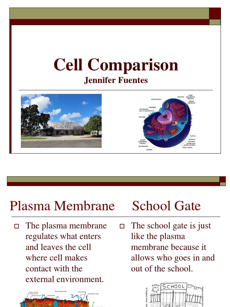 Cell Functions Compared to School Roles | PDF