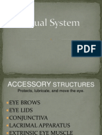 Visual System