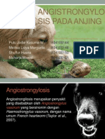 Angistrongylosis Pada Anjing