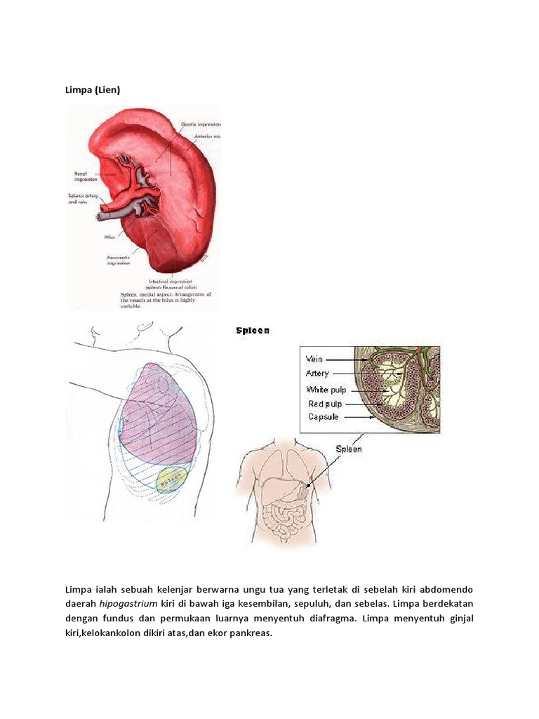 Anfis Limpa Pdf