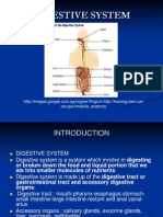 Anatomy (Digestive System)