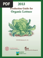 Production Guide For Organic Lettuce