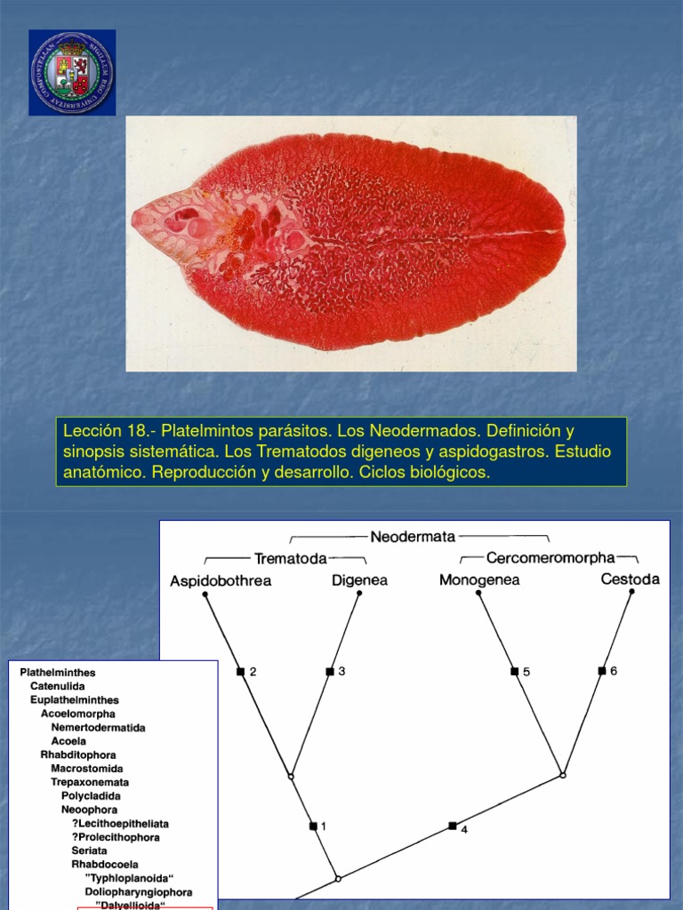 Leccion 18 Los Trematodos Digenea | PDF | Protostomas | Parásitos