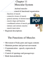600 Human Skeletal Muscles - General Structural & Functional Organization