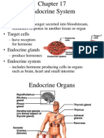 17 Endocrine System