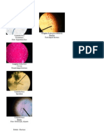 Bacillus: Cyanobacteria Oscillatoria Kingdom Eubacteria (Monera) Rod-Shaped Bacteria