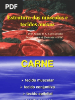 Aula 3- Estrutura Muscular