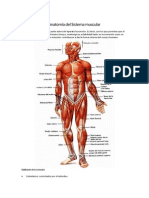 Anatomía del Sistema muscular