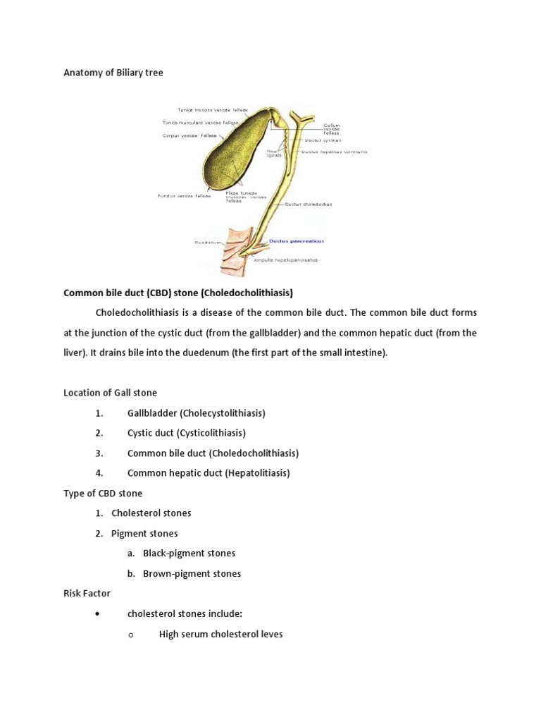Anatomy of Biliary Tree | Gallbladder | Bile