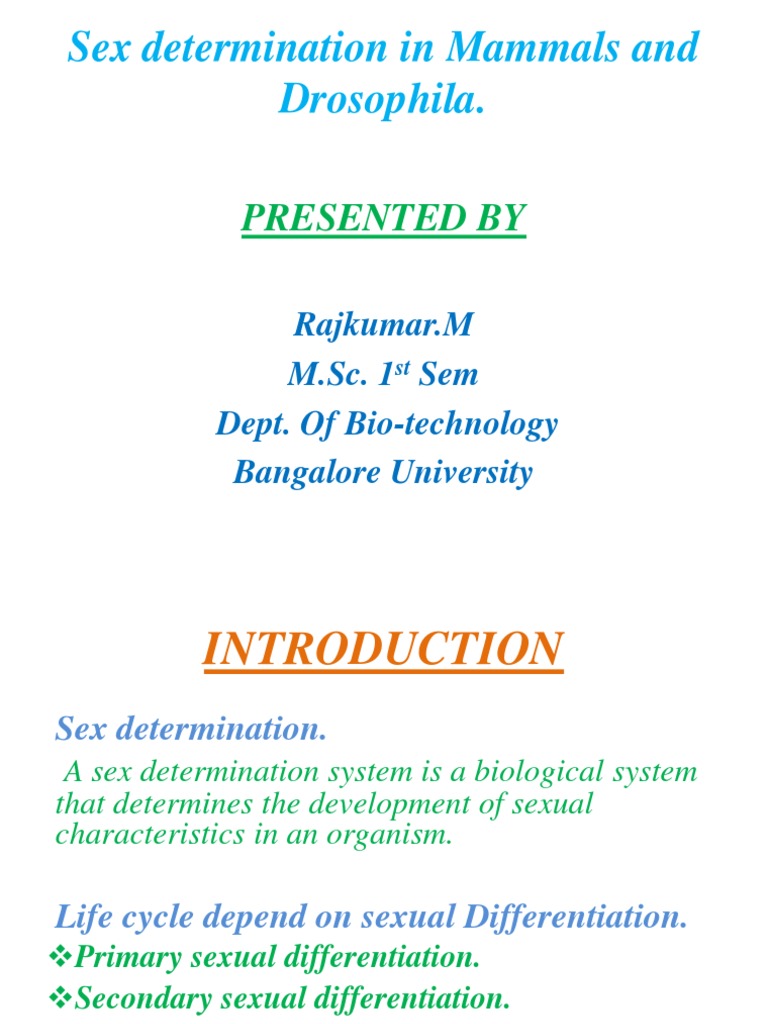 Sex Determination in Mammals and Drosophila | PDF | Sex | Male