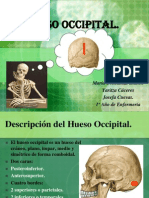 huesooccipital-120130154334-phpapp02