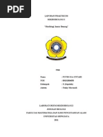 Download Praktikum Mikrobiologi morfologi jamur benang by Putry Iga Untari SN208931619 doc pdf