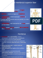 Anatomie lp4 4