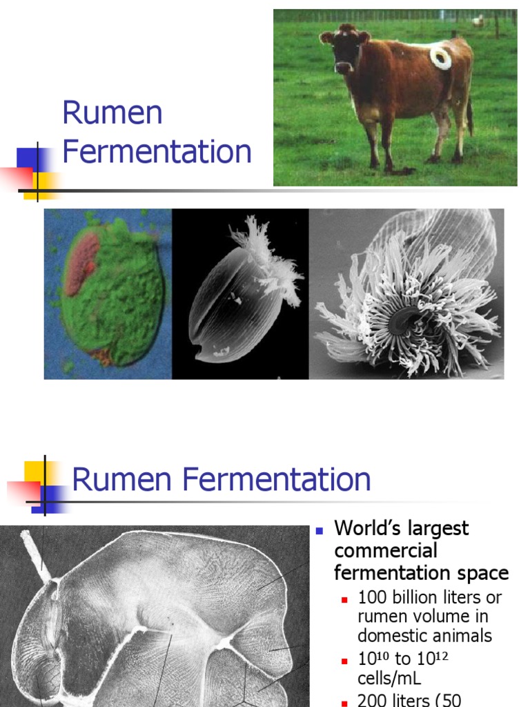 Rumen Fermentation Power Point Presentation | PDF | Ruminant | Digestion