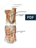Muschii Abdomenului