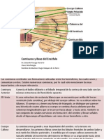 Comisuras y Base Del Encéfalo