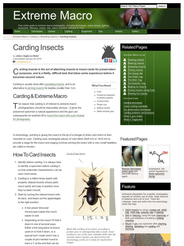 Carding Insects | PDF | Macro Photography | Insects
